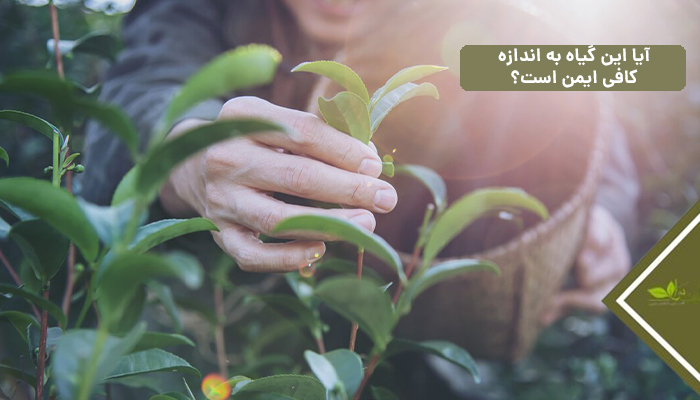 آیا این گیاه به اندازهکافی ایمن است؟